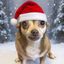 Profile picture chicathechihuahua.bsky.social