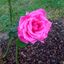 Profile picture magiclady58.bsky.social