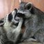 Profile picture raccoonhourly.bsky.social