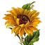 Lil Sunflower 