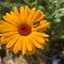 Profile picture shekeepsbees.bsky.social