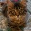 Profile picture emj1776.bsky.social