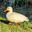 Isaac 🦆