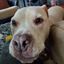 Profile picture pitfriend.bsky.social