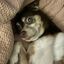 Profile picture petejrthedog.bsky.social