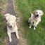 Profile picture somersetgoldens.bsky.social