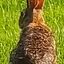 Profile picture blankrabbit.bsky.social
