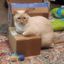 Profile picture childlessscatlady.bsky.social