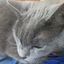 Profile picture bomani-hamletcook.bsky.social
