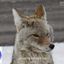 Profile picture worldwildlife.bsky.social