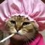 Profile picture bombaycrone.bsky.social