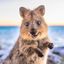 Profile picture quirkyquokka25.bsky.social