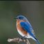 Profile picture bohemianbird.bsky.social