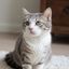 Profile picture catlovercommunity.bsky.social
