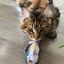Profile picture oscarcat1.bsky.social