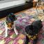 Profile picture samlovesdogs.bsky.social