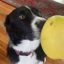 mr dog