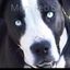 Profile picture harrietthespy.bsky.social