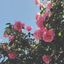 Profile picture lovelymama02.bsky.social