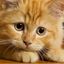 Profile picture caramelisedcat.bsky.social