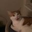 Profile picture catsrule0000.bsky.social