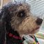 Profile picture marleythedog.bsky.social