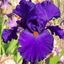 Profile picture jmareditor.bsky.social