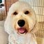 Profile picture shellys1.bsky.social