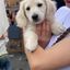 Profile picture dachshundsheaven.bsky.social