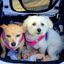 Profile picture snowsmom.bsky.social