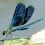 Profile picture dragonfliezzz.bsky.social