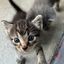 Profile picture jefferycats.bsky.social
