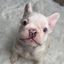 Profile picture livedogs.bsky.social