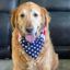 Profile picture goldiedogg.bsky.social