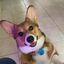 Profile picture corgiisabella.bsky.social
