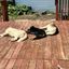 Profile picture pet-friendly.bsky.social