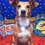 Profile picture moshiemoshie.bsky.social
