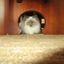 Profile picture billcsajko.bsky.social