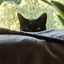 Profile picture minxsmum.bsky.social