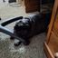 Profile picture sashtheblackpug.bsky.social