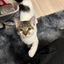 Profile picture juliethecatmom.bsky.social