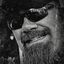 Profile picture americanheathen.bsky.social