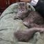Profile picture catlady7.bsky.social