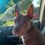 Profile picture crazygrandma013.bsky.social