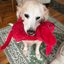 Profile picture anniegolden.bsky.social