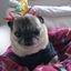 Profile picture debnewton.bsky.social