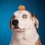Profile picture weratedogs.com