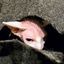 Profile picture margaretcho.bsky.social