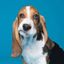 Profile picture bobd123.bsky.social