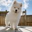 Profile picture petlovely68.bsky.social